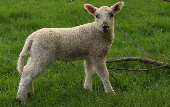 Spring Lambs - Northern Landscapes by Steven Iceton