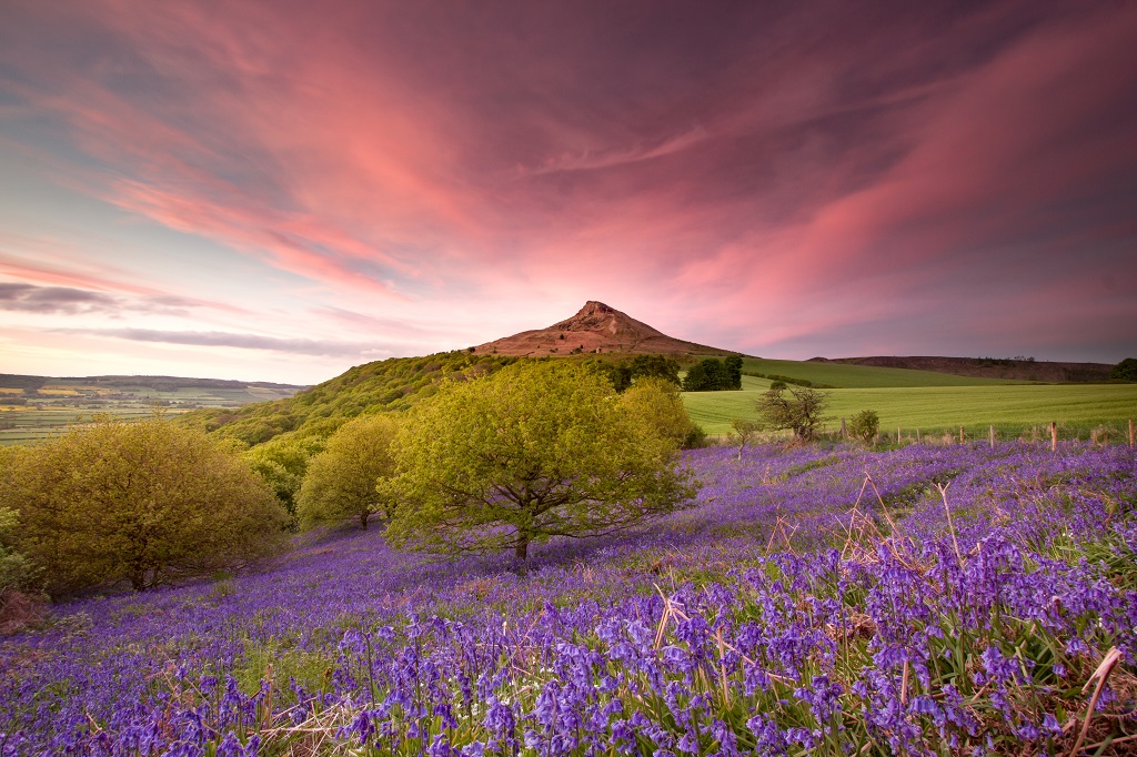 Roseberry Topping Bluebells