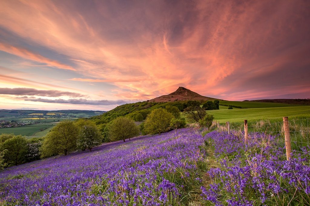 Roseberry Topping Bluebells - Northern Landscapes by Steven Iceton