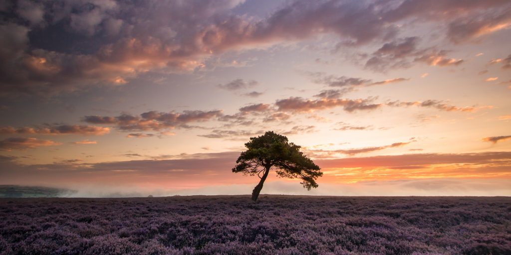 North York Moors Heather Bloom - A misty sunrise at the Lone Tree on Egton High Moor.