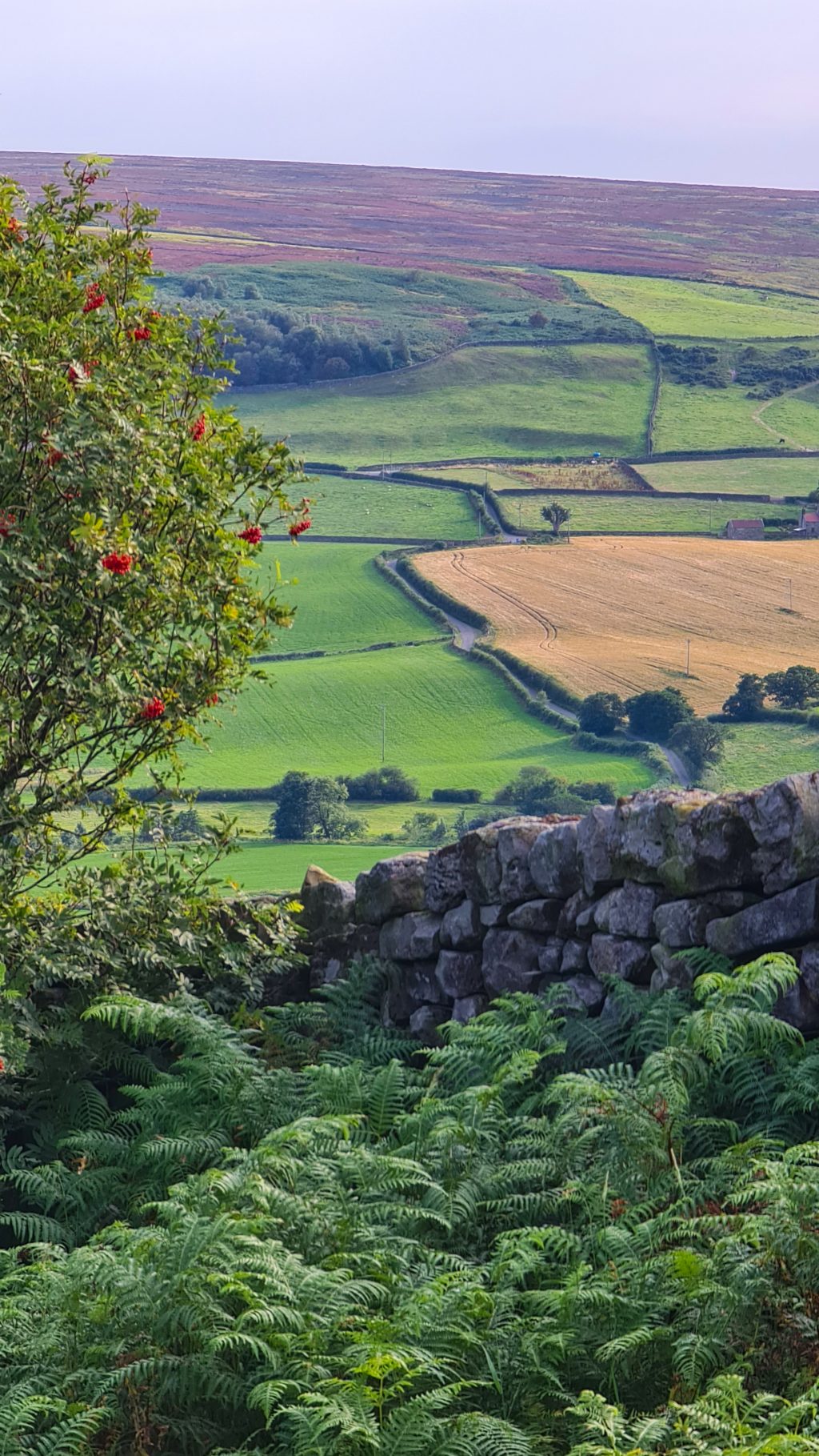 Heather Bloom 2020 North York Moors Northern Landscapes By Steven Iceton