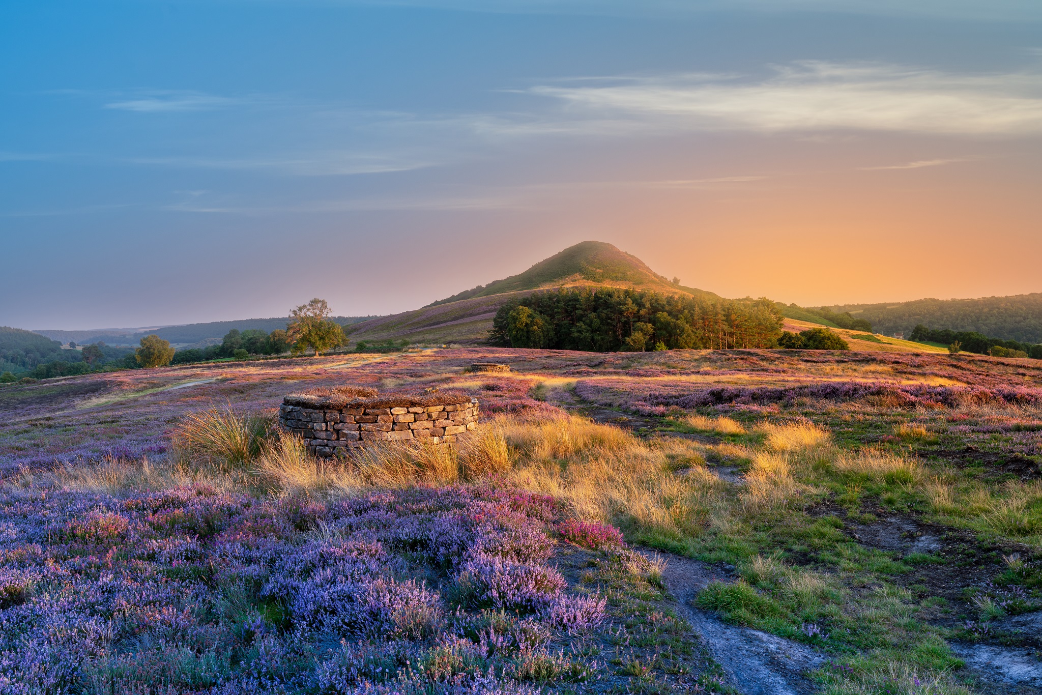 Hawnby Hill Heather Bloom Northern Landscapes By Steven Iceton