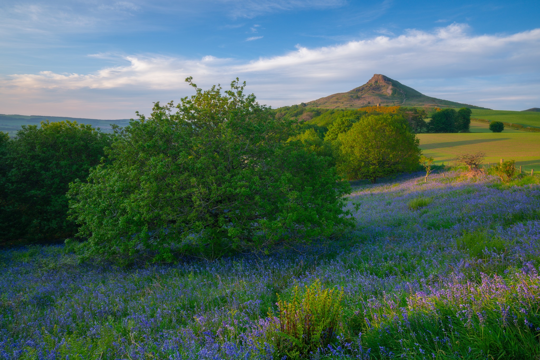 Roseberry-Topping-Bluebells-2024 - Northern Landscapes by Steven Iceton